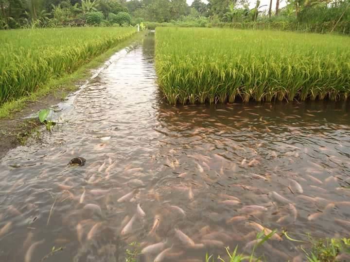 coolthingoftheday:  Farmers in Indonesia introduce fish into their rice fields. The