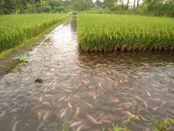 Coolthingoftheday:  Farmers In Indonesia Introduce Fish Into Their Rice Fields. The