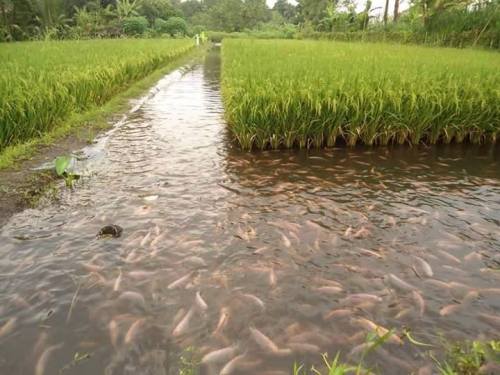 coolthingoftheday:  Farmers in Indonesia introduce fish into their rice fields. The fish excrement acts as a fertilizer for the plants, while the plants attract insects and other pests, which serve as food for the fish. This process increases rice yield
