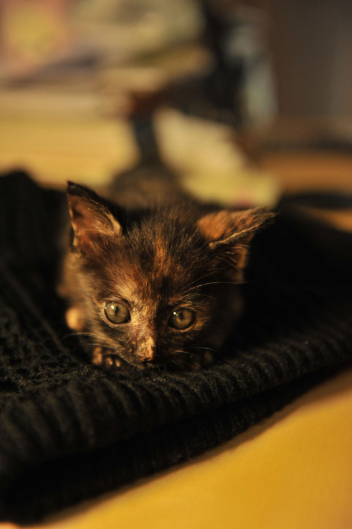 catsbeaversandducks:Chinese Photographer Finds An Adorable Tortie StrayShe’s so tiny and cute!