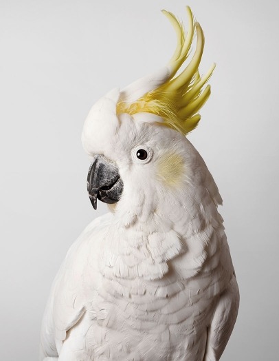 hornorivory:Photographs of wild cockatoos by Leila Jeffreys from her series Bioela.