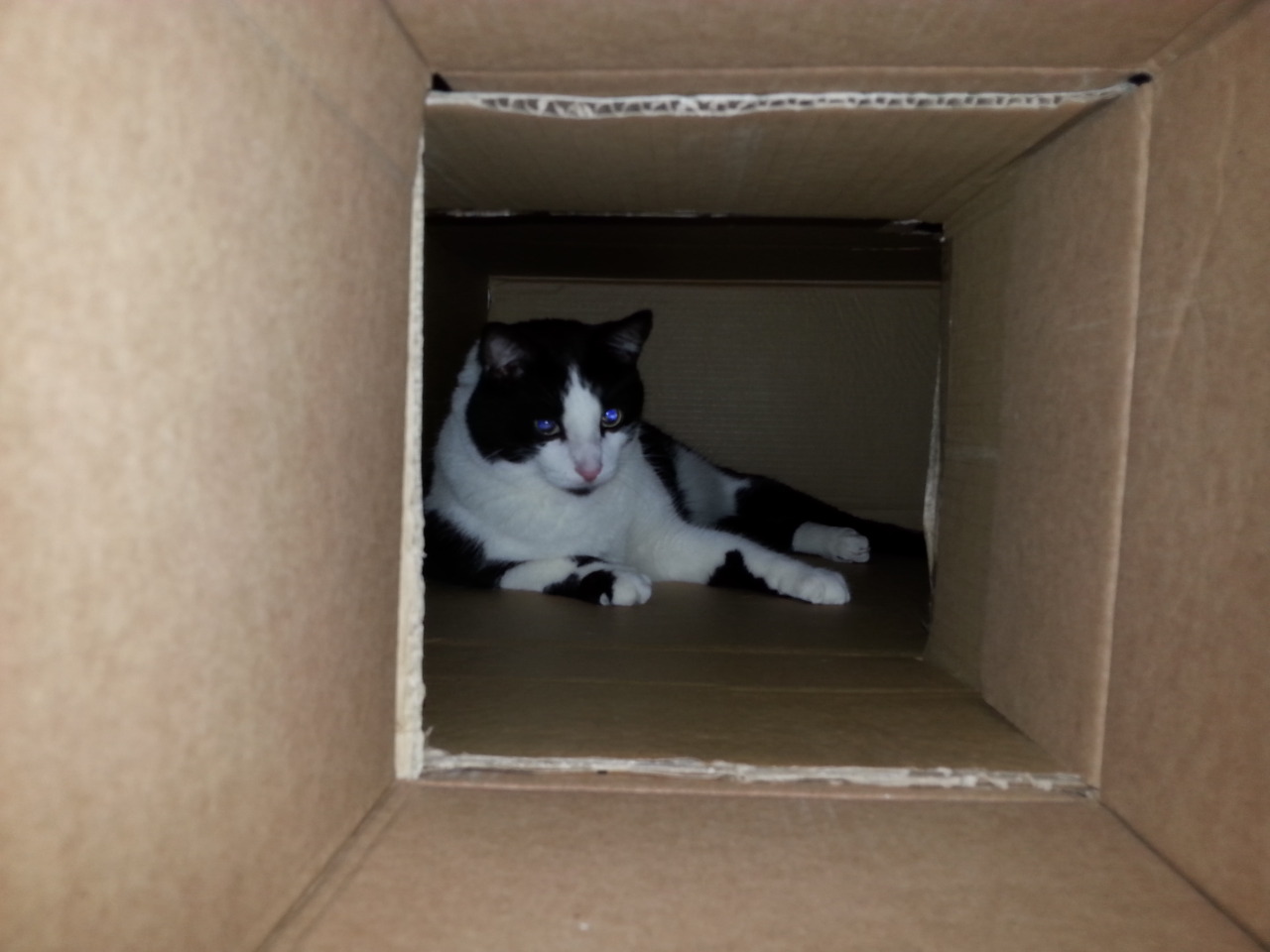mariejacquelyn:  Guess who started on a cat fort today! We had a ton of boxes around,