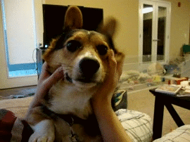 corgiaddict:  vegasthecorgi:  Ears are warming up for take-off!  Corgi owners are