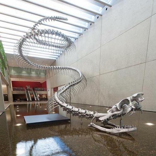 ainawgsd: Titanoboa Titanoboa is an extinct genus of snakes that is known to have lived in pres