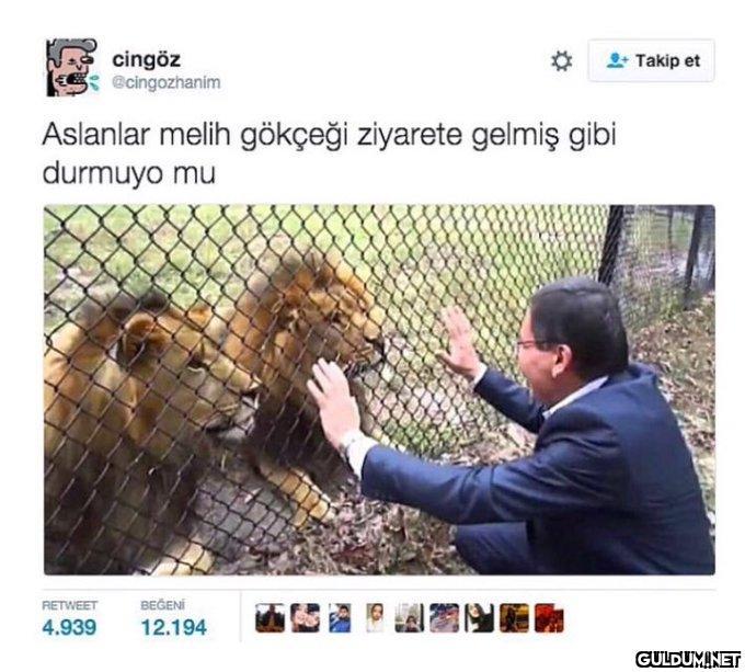 cingöz @cingozhanim...