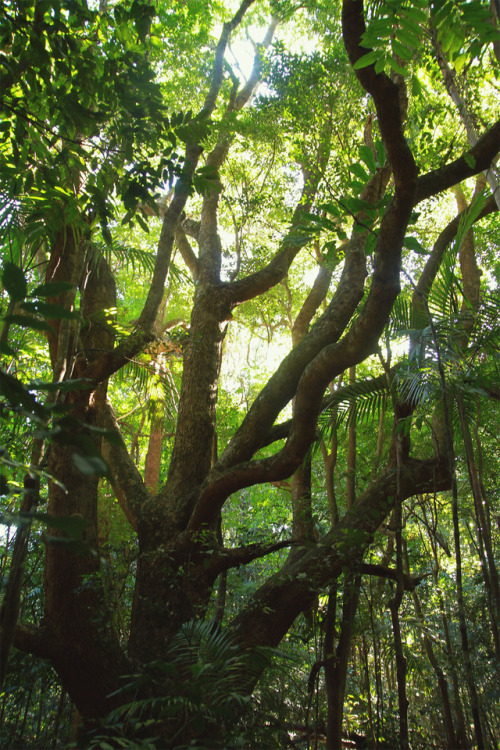 naturenymph69:Victoria Park Nature Reserve, NSW, Australia