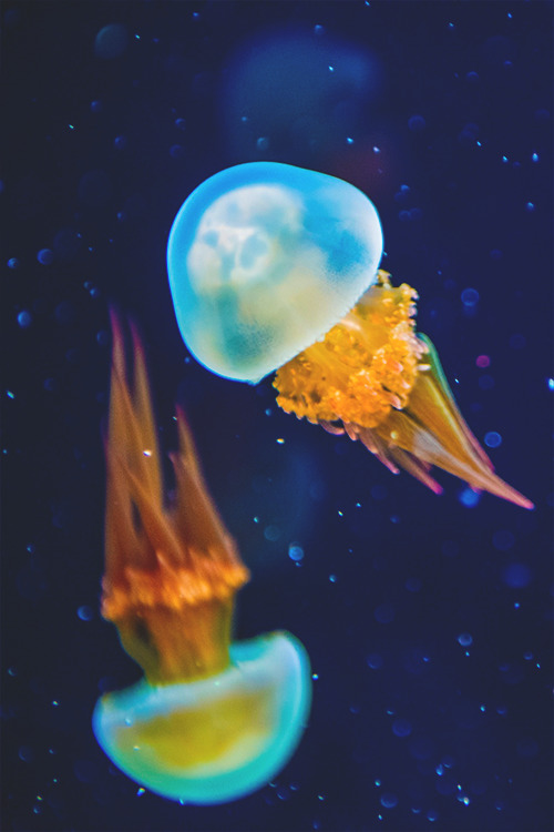 wearevanity:
“ The Jellies ©
”