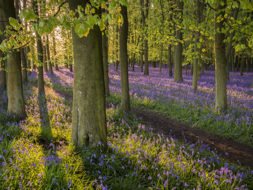 allthingseurope:Ringshall, UK (by Damian_Ward)