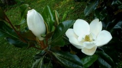 paeoniia:  Magnolias are so pretty
