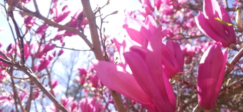 And Here Are Some More.. These Are Japanese Magnolias. I Don't Know What The Last Tree Was, I Forgot
