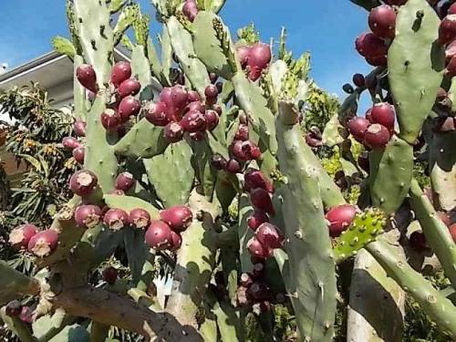 South italian plants. Feat.; Mediterranean sea - trees, agaves and opuntias along seashore (fot.: 9,