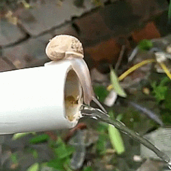 Snail Stimboard !