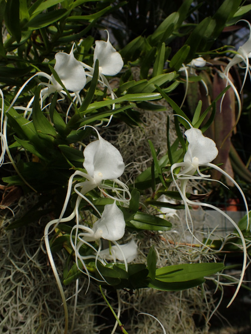 Porn orchid-a-day:  Angraecum germinyanumSyn.: photos