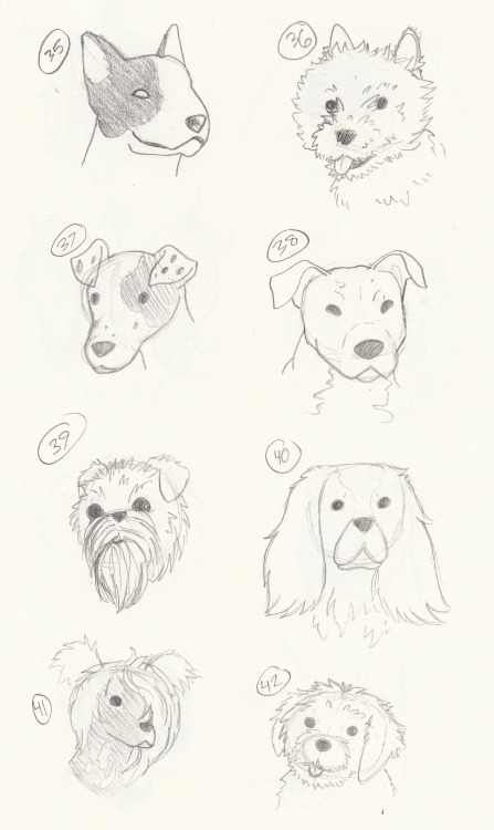 So I drew some dogs. Like, a lot of dogs. I took my big encyclopedia of dog breeds, flipped through 