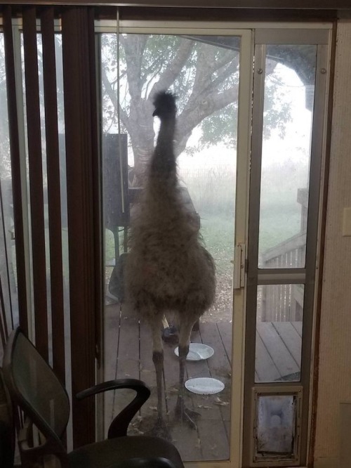 archiemcphee:  Because sometimes what you need most is to see a bunch of different birbs surprising people at their office windows, balconies, and back doors in order to squawk or chirp “OH HAI” or to simply stare and stare and stare in hopes of receiving