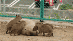 The Daily Capybara