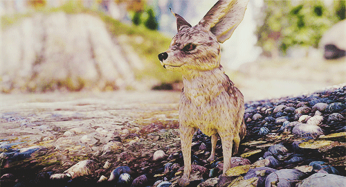 elaadens:Flora & Fauna of Dragon Age Inquisition (x)↳ Fennec