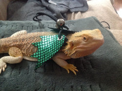 yeahponcho: lizardloverz:   Some customer shots of a few of my new winged harnesses :)  Available at https://www.etsy.com/shop/LizardLovers?ref=hdr_shop_menu   really good omg!!!! this is the wonderful person who made poncho her harness!! 