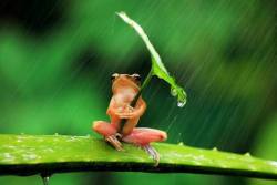 sixpenceee:   A two inch frog shelters itself from the rain in Jember, East Java, in Indonesia. Image by Penkdix Palme  