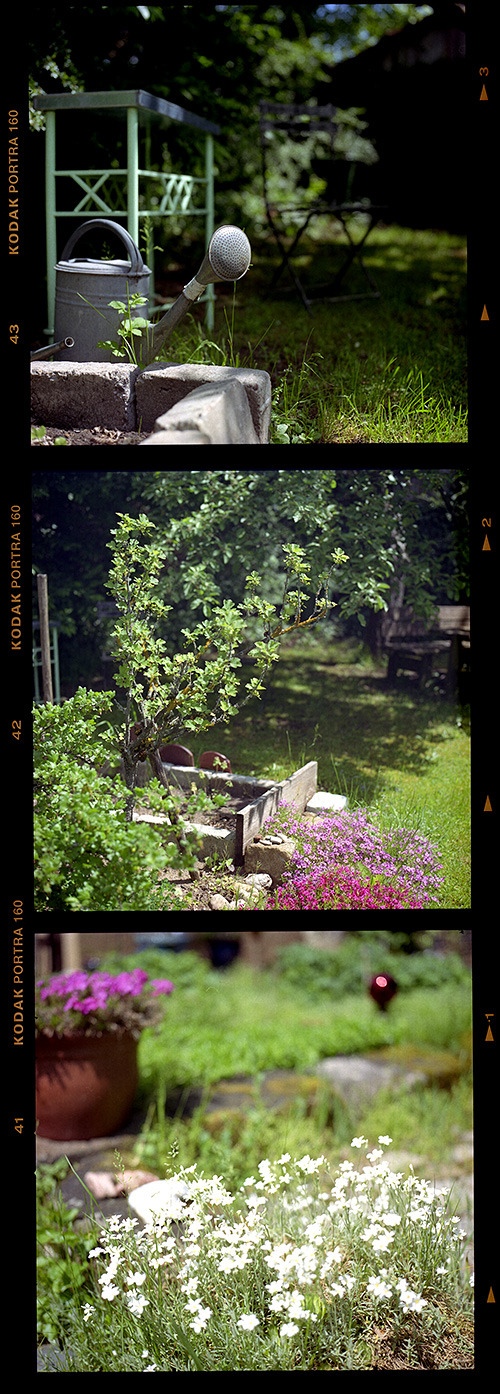 Garden stills, last summer.
Hasselblad 500C, Kodak Portra 160, Tetenal Colortec Kit.