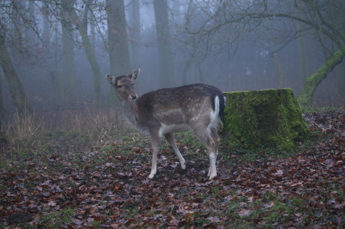 90377: Foggy memories of January by @90377 Instagram | Etsy shop