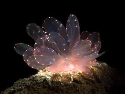 isopoducky:the cyerce elegans sea slug srsly has no business looking this ethereal