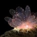 isopoducky:the cyerce elegans sea slug srsly has no business looking this ethereal