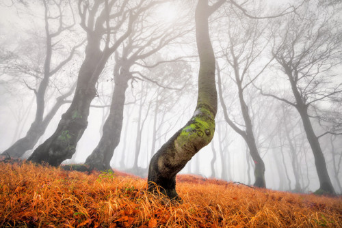 mysterious-mind-dreams:Autumn in the Ore Mountains by  Tomáš Morkes