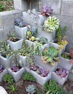 daily-meme:  Cinder Block Garden Win. 