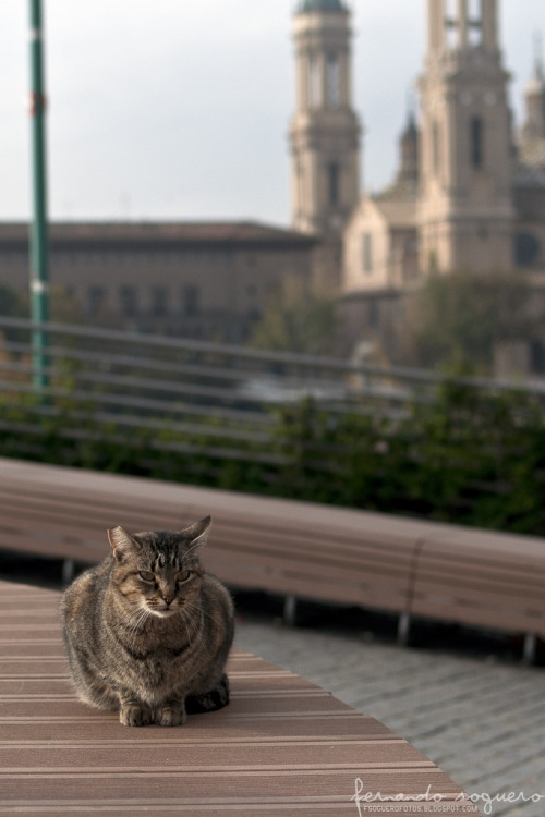 Saragossa, Spain  (by Fernando Soguero)