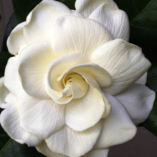 mandaladana:  Gardenia.