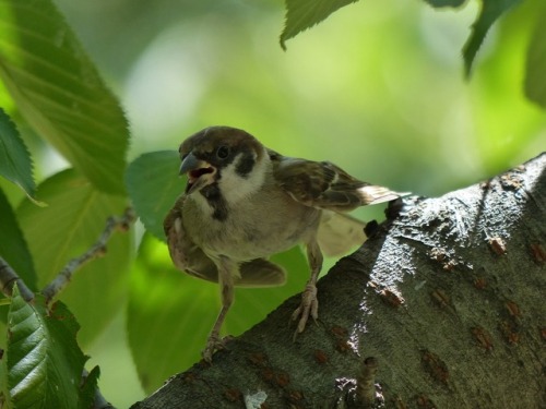 town-sparrow:スズメ　Eurasian tree sparrowTown Sparrow ～ 街のすずめ　ArchiveTown Birds ～ 街の鳥  Archive