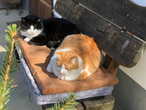 drosenkatzen:Die ersten Sonnenstrahlen werden sofort ausgenutzt