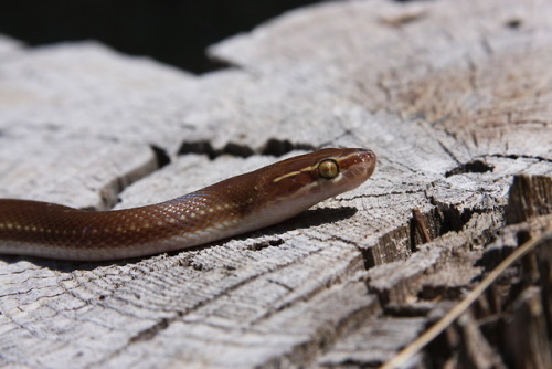 This lil’ dude has got some stunning eyes.