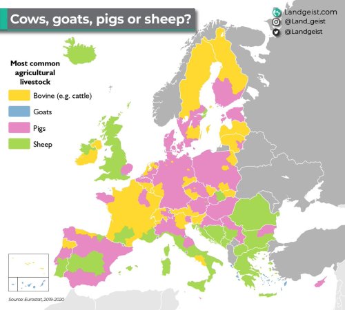 Cows, goats, pigs or sheep? Which is the most common livestock on European farms?by @landgeist