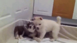 irresistiblegifs:  Baby Huskies &lt;3  