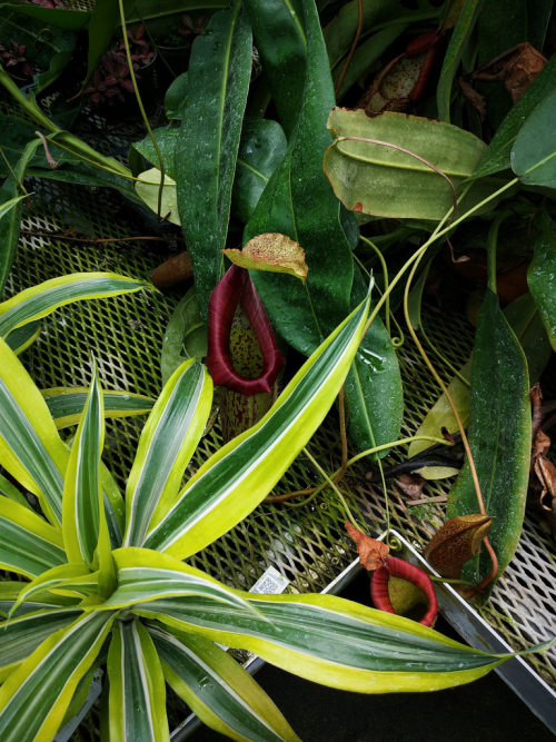 olena:The greenhouses at Ott’s Exotic Plants near Philly. I LOVE this place! It’s l