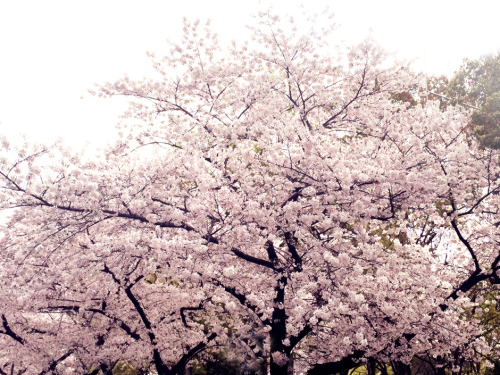 The cherry trees are in full blossom　(*‘ω‘ *)
