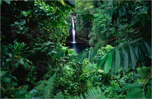 g-u-a-v-a-bliss:  ☯ 100% active tropical blog! #ifollowback ☯