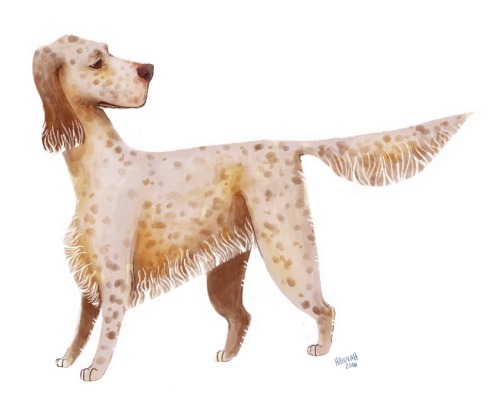 hanoodles:A quick iPad painting of an English Setter from last week!