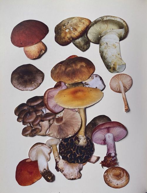 bienenkiste:The Mushroom Series by Raquel Andrés for Pylot Magazine June 2021
