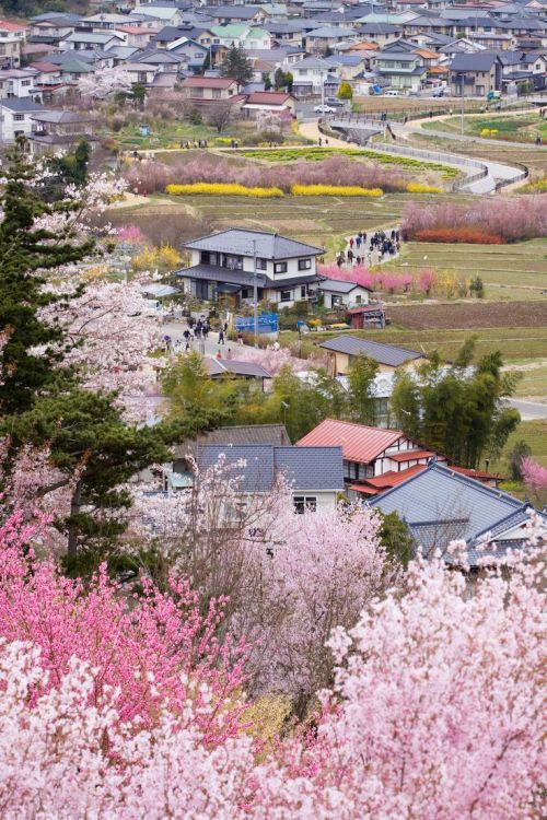 bojrk:Japan: Cherry blossoms in full bloom at Mount Yoshino, Nara