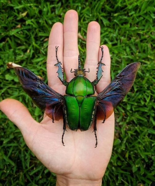  Mecynorrhina Torquata, One Of The Largest Flower Beetles In The World Bugs Are Truly Spectacular An