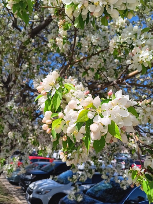 Spring Blossoms