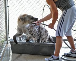 Wildhyaena:  I Can’t Get Over How Adorable Jake Is. Look At How Friggin Adorably