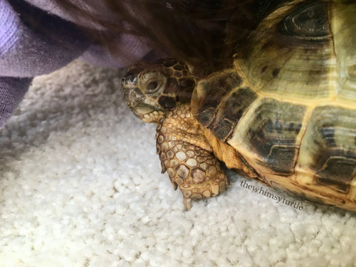 thewhimsyturtle:I love when Mom lies down on the floor and becomes a Mom cave!