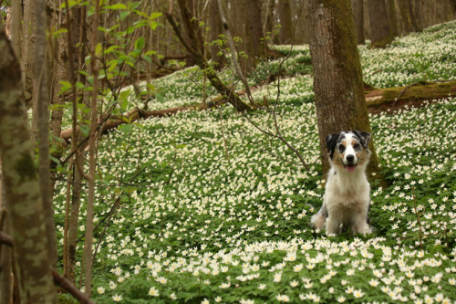 kiwiaussie:May 2016; Kiwi and spring flowers