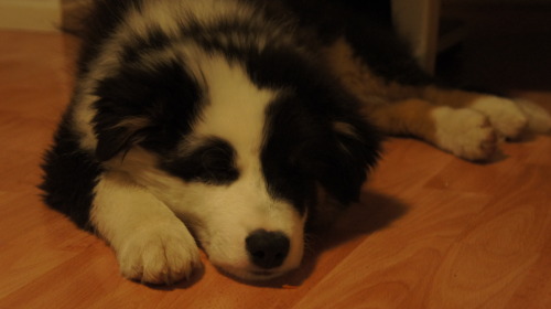 panchovypaste:  Jack the Australian shepherd turns 1 on Jul 26th. Congrats buddy! 