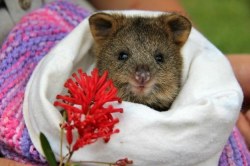 buzzfeed:  buzzfeedanimals:  17 Reasons Why 2015 Will Be The Year Of The Quokka http://bzfd.it/1DBTHsC    QUOKKAS ARE THE BEST. 