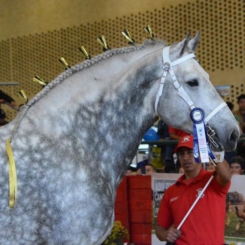 all-the-horses: Pay Per View (AKA High Calibre Pay Per View) By Pleasant View King Percheron, Stallion 19hh Born 2007 